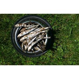 Suszone szprotki 150 gr Suszone szprotki 150 gr
